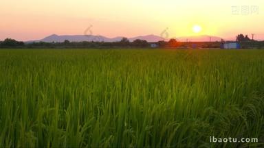 黄昏夕阳下的农村水稻田野